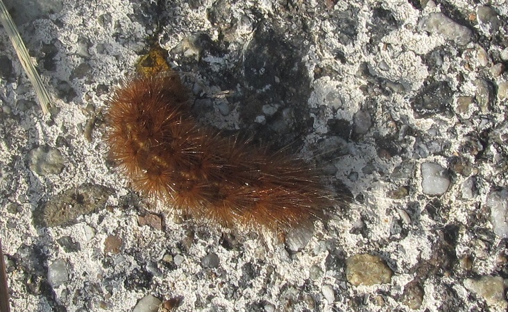 Bruco da ID : Erebidae Arctiinae